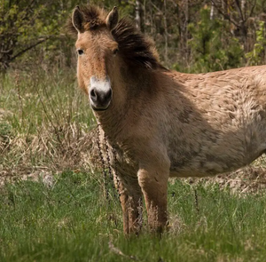 Race isabelle : secrets et astuces pour les cavaliers passionnés