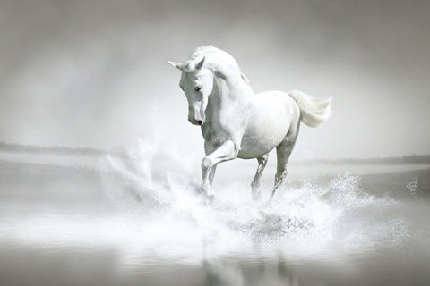 Affiche Poster imprimé HD - Cheval blanc sur l'eau fond gris