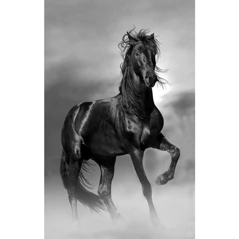 Affiche Poster sur toile imprimé HD - Cheval noir (2)