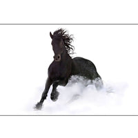 Affiche Poster imprimé HD - Cheval noir sur la neige- Fond blanc