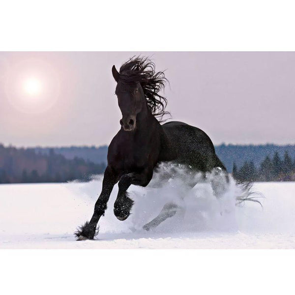 Affiche Poster imprimé HD - Cheval noir sur la neige