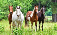 Poster mural imprimé HD - Chevaux sur l'herbe